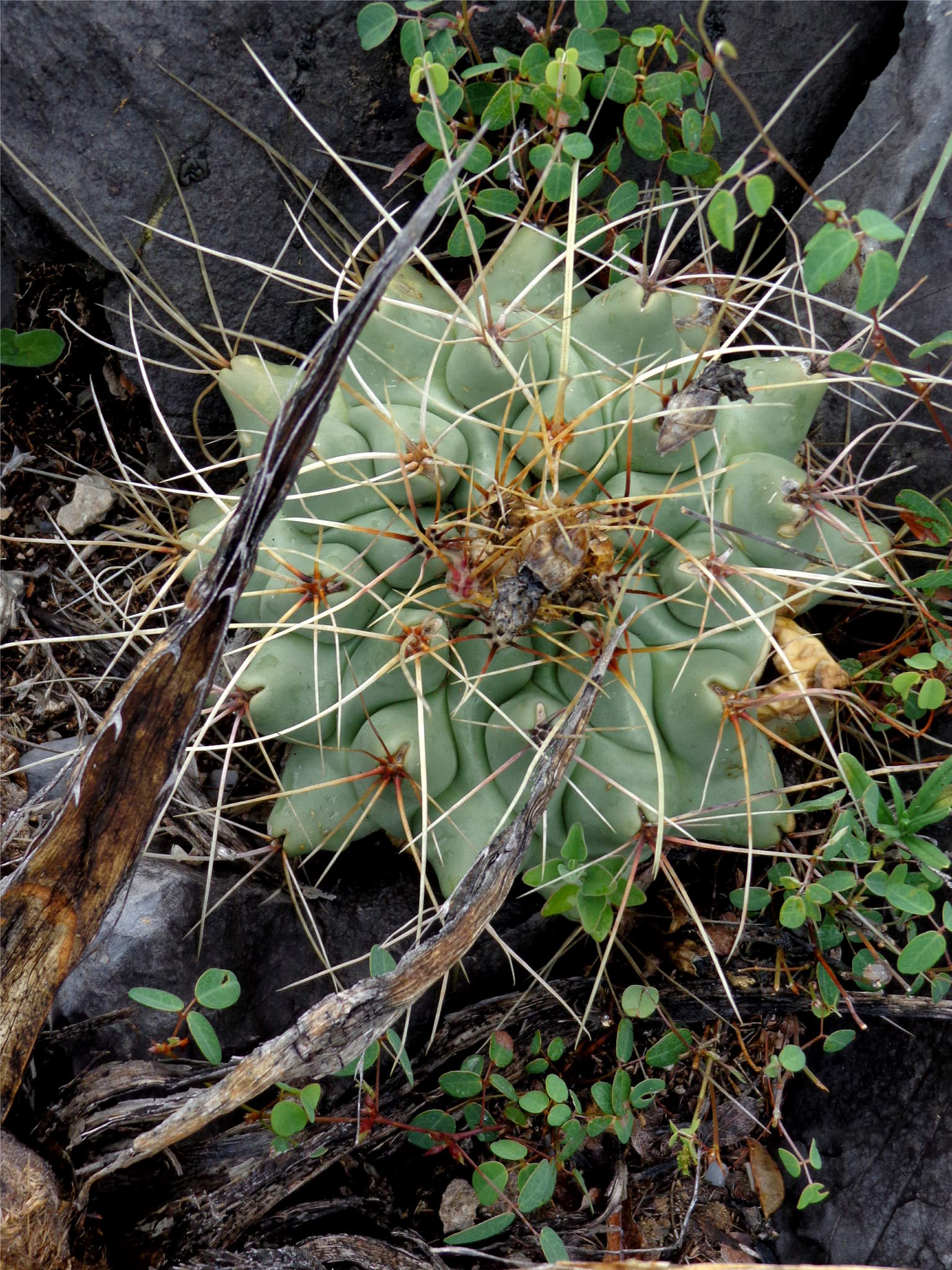 Thelocactus rinconensis